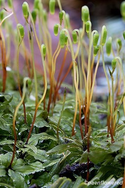 Plant form with sporophytes